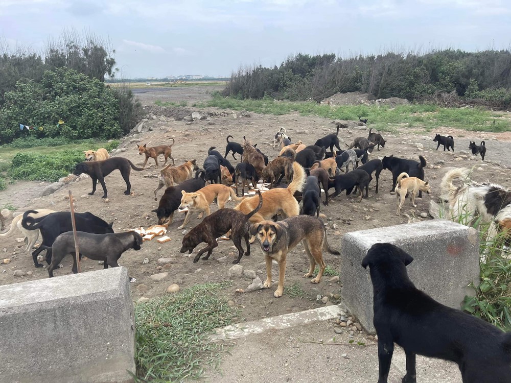 愛心捐糧不捐款「浪愛集食」平台~幫助狗園流浪狗有機會溫飽下一餐│流浪狗救助│愛心狗糧捐贈│捐飼料平台│